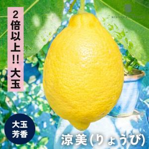 予約販売 レモン 苗 涼美 13.5cmポット ...の商品画像