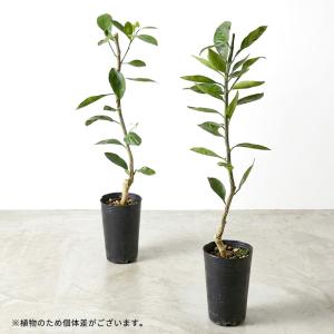 予約販売 レモン 苗 涼美 13.5cmポット...の詳細画像1
