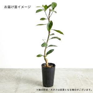 予約販売 レモン 苗 涼美 13.5cmポット...の詳細画像2