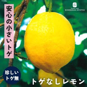 予約販売 レモン 苗 トゲなしレモン 13.5cmポット 送料無料 レモンの木 檸檬 香酸柑橘 苗木 庭木 柑橘 果樹苗 接木苗 iba 11月上旬以降発送｜フラワーネット日本花キ流通