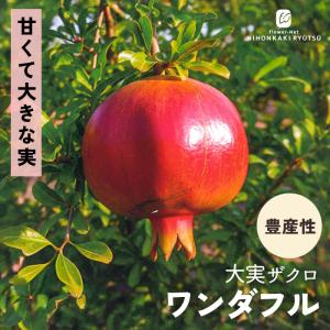日本花キ流通 予約販売 なつめ 苗 大実ナツメ 13.5cmポット 棗 送料