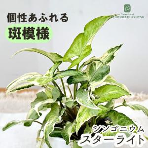 観葉植物 cot シンゴニウム スターライト 3.5号鉢 観葉植物 小型 小さい 室内 贈り物 プレゼント インテリア おしゃれ