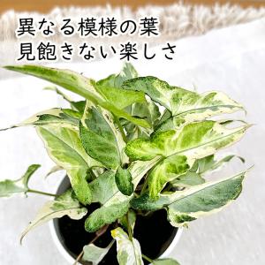 観葉植物 cot シンゴニウム スターライト ...の詳細画像1