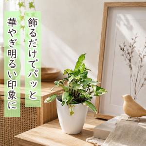 観葉植物 cot シンゴニウム スターライト ...の詳細画像2