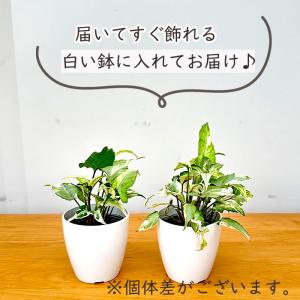 観葉植物 cot シンゴニウム スターライト ...の詳細画像3