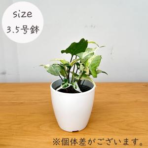 観葉植物 cot シンゴニウム スターライト ...の詳細画像4