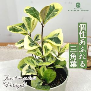 観葉植物 フィカス トライアンギュラリス バリエガータ 4号鉢 観葉植物 小型 小さい 室内 贈り物 プレゼント インテリア おしゃれ