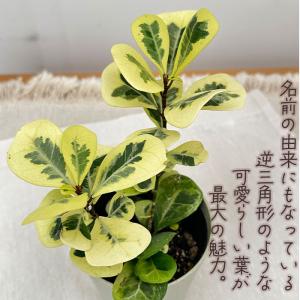 観葉植物 フィカス トライアンギュラリス バリ...の詳細画像1
