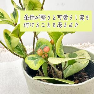 観葉植物 フィカス トライアンギュラリス バリ...の詳細画像2
