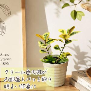観葉植物 フィカス トライアンギュラリス バリ...の詳細画像3