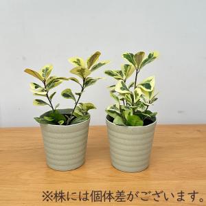 観葉植物 フィカス トライアンギュラリス バリ...の詳細画像4