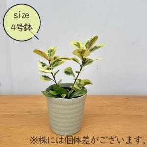 観葉植物 フィカス トライアンギュラリス バリ...の詳細画像5