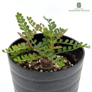 多肉植物 caオペルクリカリア パキプス 根挿し 2.5号鉢 送料無料 多肉植物 コーデックス