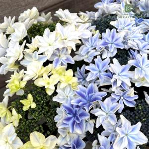 予約販売 アジサイ スパークリングブルー 10.5cmポット ハイドランジア 苗 花苗 苗木 あじさい 紫陽花 szi 10月下旬以降発送｜フラワーネット日本花キ流通