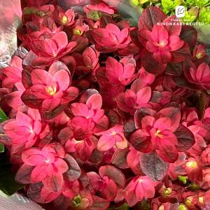 予約販売 アジサイ 紫紺のゆらぎレッド 10.5cmポット 加茂 KAMOセレクション ハイドランジア 苗 花苗 苗木 あじさい 紫陽花 szi 10月下旬以降発送