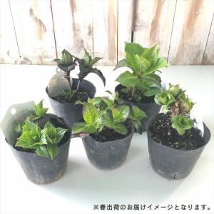 予約販売 アジサイ 紫紺のゆらぎレッド 10....の詳細画像3