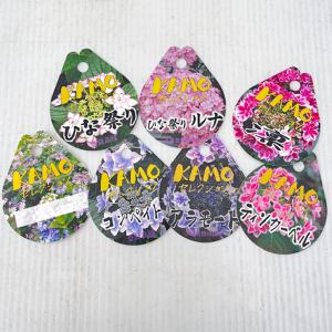 予約販売 アジサイ 紫紺のゆらぎレッド 10....の詳細画像5