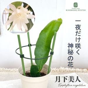 観葉植物 月下美人 4号鉢 クジャクサボテン 観葉植物 室内 贈り物 プレゼント インテリア おしゃれ