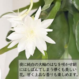 観葉植物 月下美人 4号鉢 クジャクサボテン ...の詳細画像1