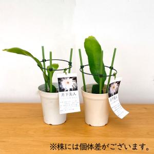 観葉植物 月下美人 4号鉢 クジャクサボテン ...の詳細画像2