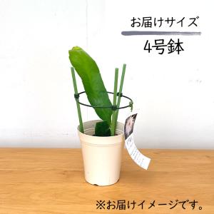 観葉植物 月下美人 4号鉢 クジャクサボテン ...の詳細画像3