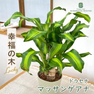観葉植物 ドラセナ マッサンゲアナ 5号鉢 送料無料 お祝い 幸福の木 観葉植物 室内 贈り物 プレゼント インテリア おしゃれ