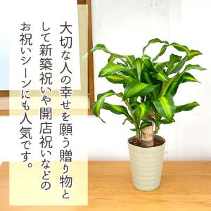 観葉植物 ドラセナ マッサンゲアナ 5号鉢 送...の詳細画像1