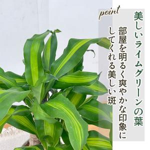 観葉植物 ドラセナ マッサンゲアナ 5号鉢 送...の詳細画像2