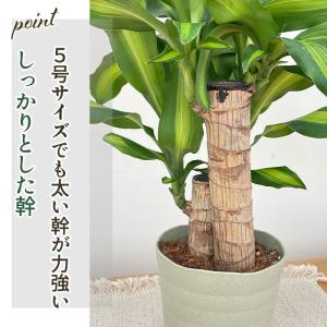 観葉植物 ドラセナ マッサンゲアナ 5号鉢 送...の詳細画像3