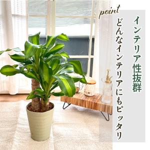 観葉植物 ドラセナ マッサンゲアナ 5号鉢 送...の詳細画像4