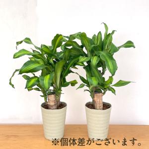 観葉植物 ドラセナ マッサンゲアナ 5号鉢 送...の詳細画像5