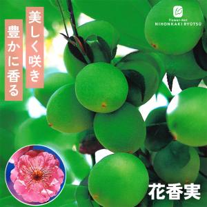 【まもなく締め切り】 予約販売 梅 苗 花香実 13.5cmポット 送料無料 ハナカミ 苗木 庭木 果樹苗 接木苗 iba 11月上旬以降発送