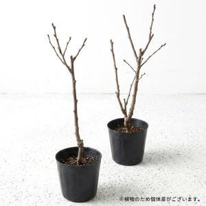 【まもなく締め切り】 予約販売 梅 苗 花香実...の詳細画像1