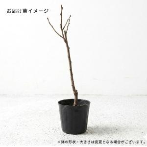 【まもなく締め切り】 予約販売 梅 苗 花香実...の詳細画像2