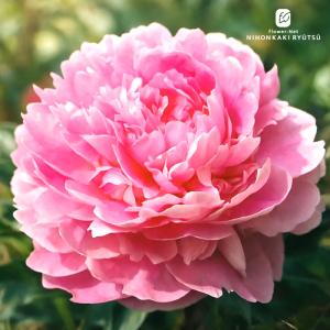 予約販売 芍薬 春の粧 はるのよそおい 12cmポット 変わり咲き シャクヤク しゃくやく 花苗 nkz 11月下旬以降発送｜フラワーネット日本花キ流通