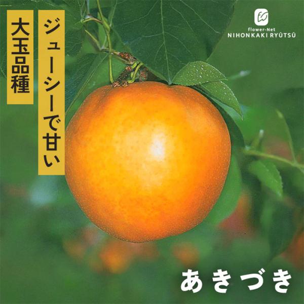 予約販売 和梨 苗 あきづき 13.5cmポット 送料無料 秋月 苗木 庭木 果樹苗 接木苗 登録品...