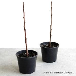 予約販売 りんご 苗 ルビースイート 13.5...の詳細画像1