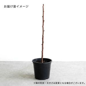 予約販売 りんご 苗 ルビースイート 13.5...の詳細画像2