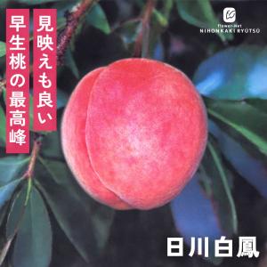 予約販売 桃 苗 日川白鳳 13.5cmポット 送料無料 苗木 庭木 桃苗 果樹苗 接木苗 iba 11月上旬以降発送