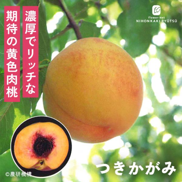予約販売 桃 苗 つきかがみ 13.5cmポット 送料無料 苗木 庭木 桃苗 果樹苗 接木苗 登録品...