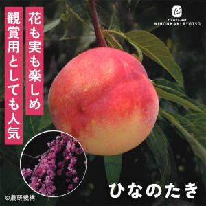 予約販売 桃 苗 ひなのたき 13.5cmポット 送料無料 苗木 庭木 桃苗 果樹苗 接木苗 登録品種 iba 11月上旬以降発送