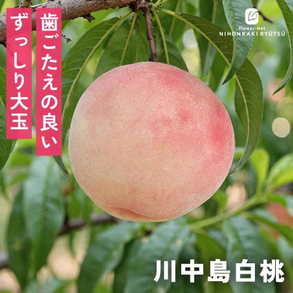 予約販売 桃 苗 川中島白桃 13.5cmポット 送料無料 苗木 庭木 桃苗 果樹苗 接木苗 iba...