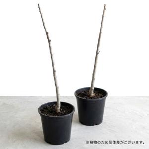 予約販売 桃 苗 チャイナピーチ 13.5cm...の詳細画像1