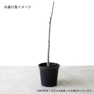 予約販売 桃 苗 チャイナピーチ 13.5cm...の詳細画像2