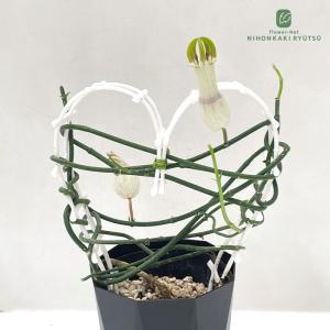 多肉植物 caセロペギア アンプアータ 4号鉢 パラシュートプランツ アンブリアータ ブッシュマンズパイプ 多肉植物 セロペギア