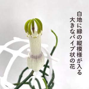 多肉植物 caセロペギア アンプアータ 4号鉢...の詳細画像1