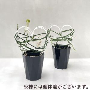 多肉植物 caセロペギア アンプアータ 4号鉢...の詳細画像2