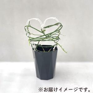 多肉植物 caセロペギア アンプアータ 4号鉢...の詳細画像3