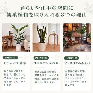 観葉植物 選べる 7号鉢 8品種 パキラ フィ...の詳細画像1