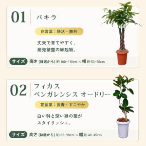 観葉植物 選べる 7号鉢 8品種 パキラ フィ...の詳細画像2